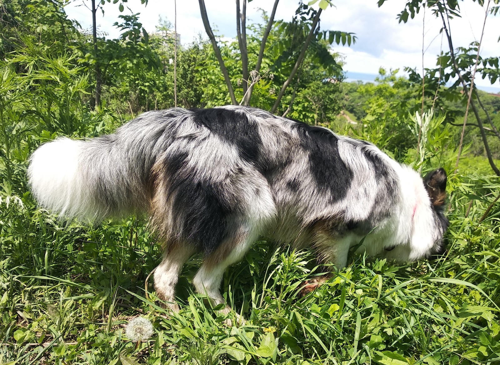 Almost summer. - My, Dog, Walk, Forest, Woolen, Border Collie, Nearly, Summer, Longpost