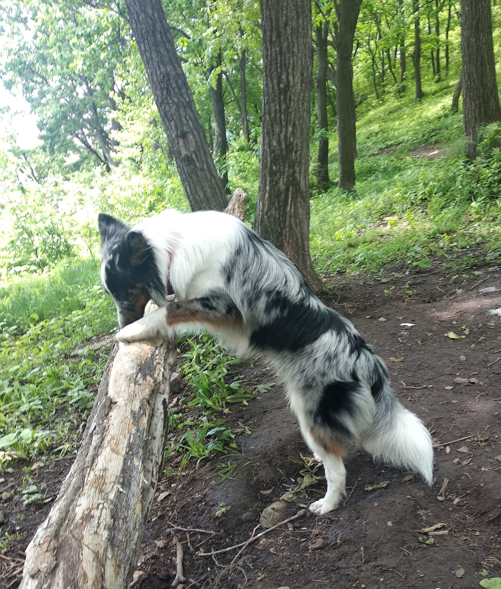 Almost summer. - My, Dog, Walk, Forest, Woolen, Border Collie, Nearly, Summer, Longpost