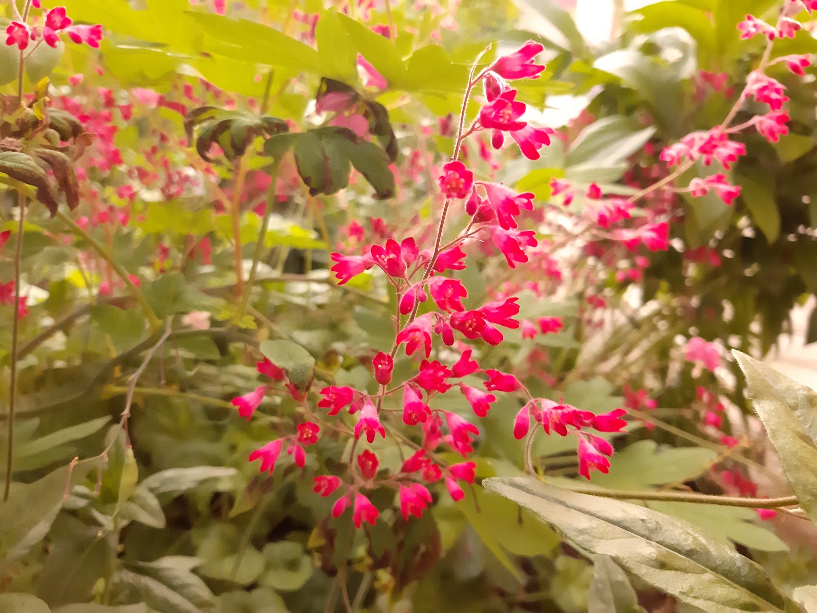 Heichela blood red - My, Flowers, Brightness, Bloom, Longpost