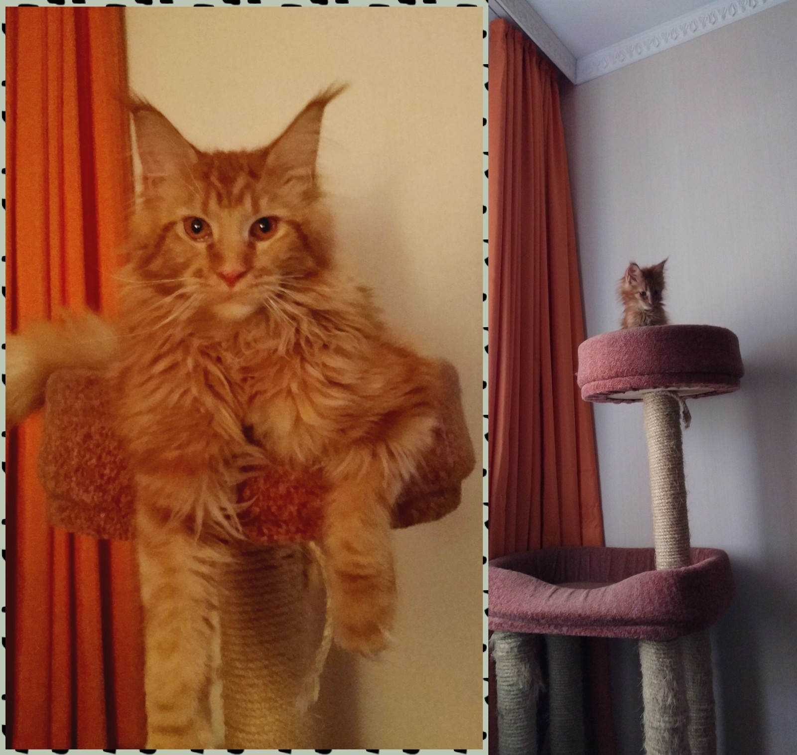 How fast they grow... - My, Maine Coon, cat, Redheads, Difference