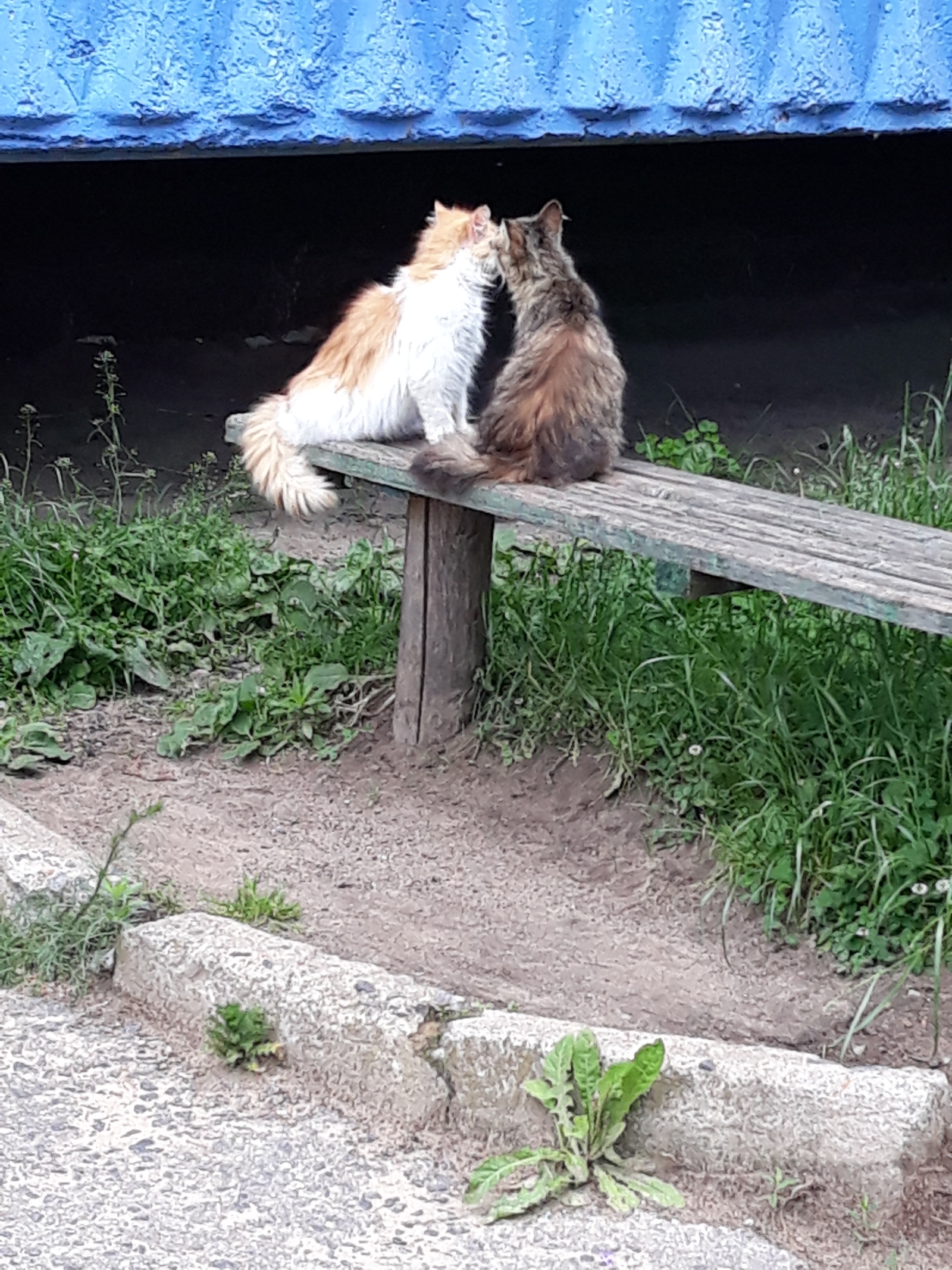 Wash after rain - My, Homeless animals, cat, Longpost