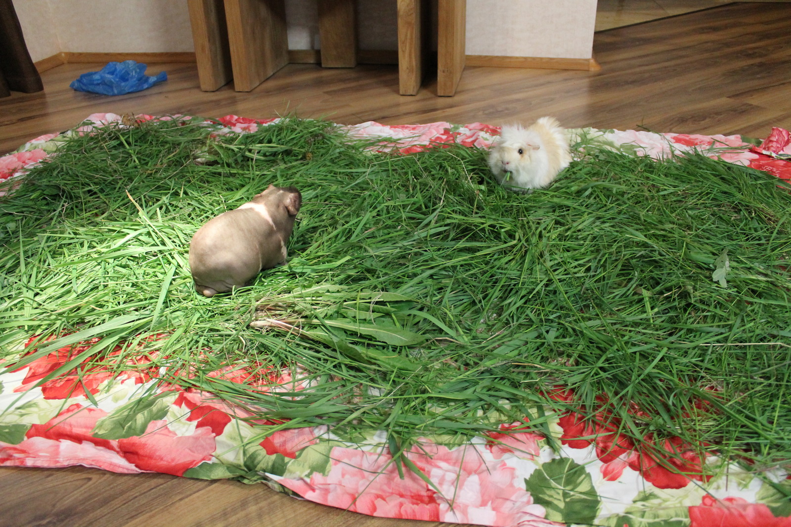 Pigs in the hay. - My, Guinea pig, Pet, Pets