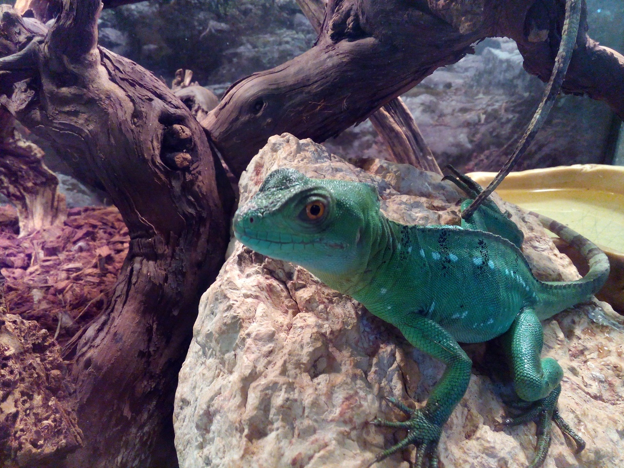 Helmeted Basilisk. - My, Saint Petersburg, , The photo, Animals, Reptiles, Longpost