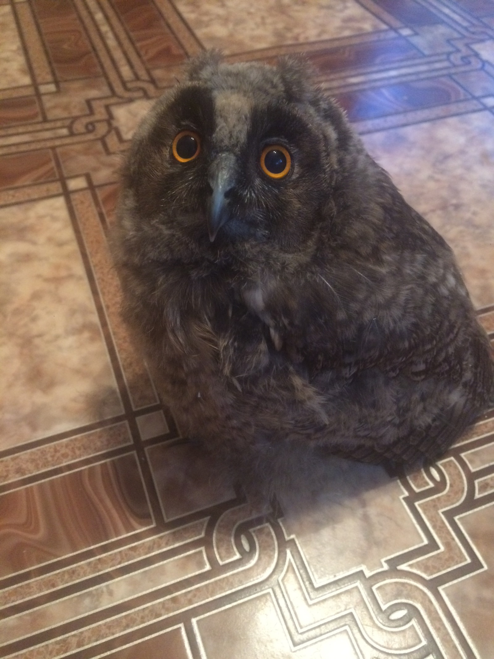 I feel like I've become a mom... - My, House owls, Find