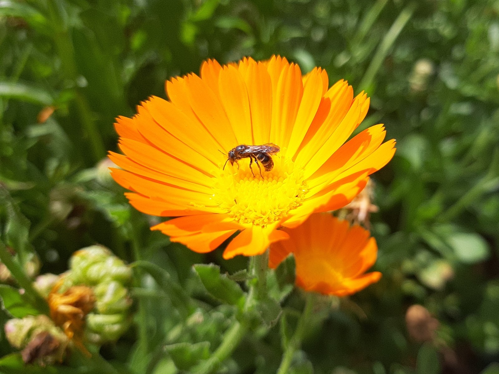 Sunny summer - My, Calendula, Summer, Flowers, Longpost