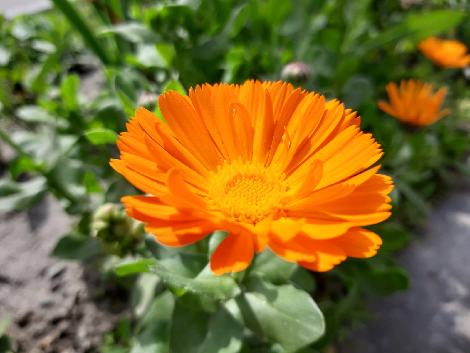 Sunny summer - My, Calendula, Summer, Flowers, Longpost