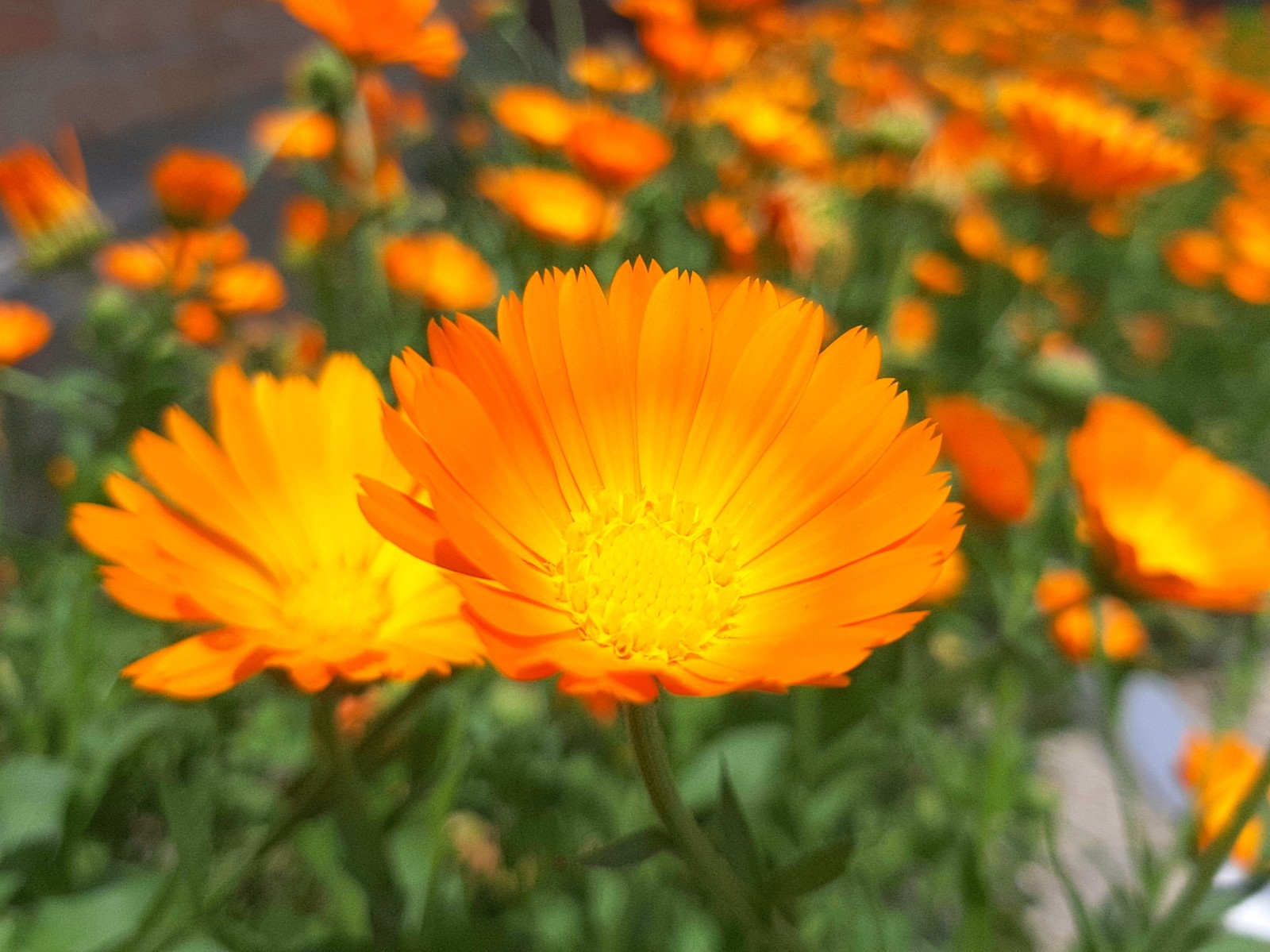 Sunny summer - My, Calendula, Summer, Flowers, Longpost