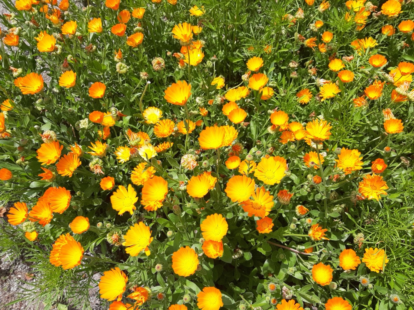 Sunny summer - My, Calendula, Summer, Flowers, Longpost