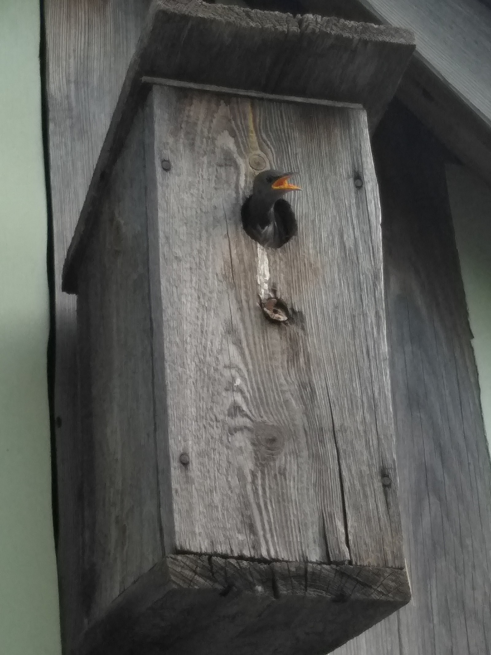 starling - My, Starling, Spring, Chick, Longpost