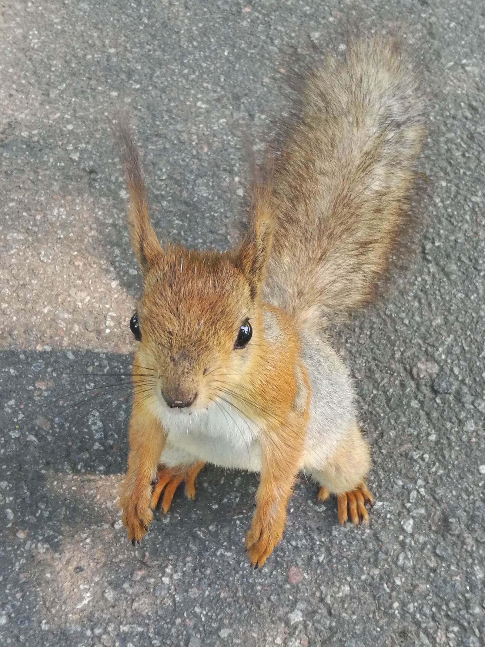 What do you have? - My, Squirrel, Milota