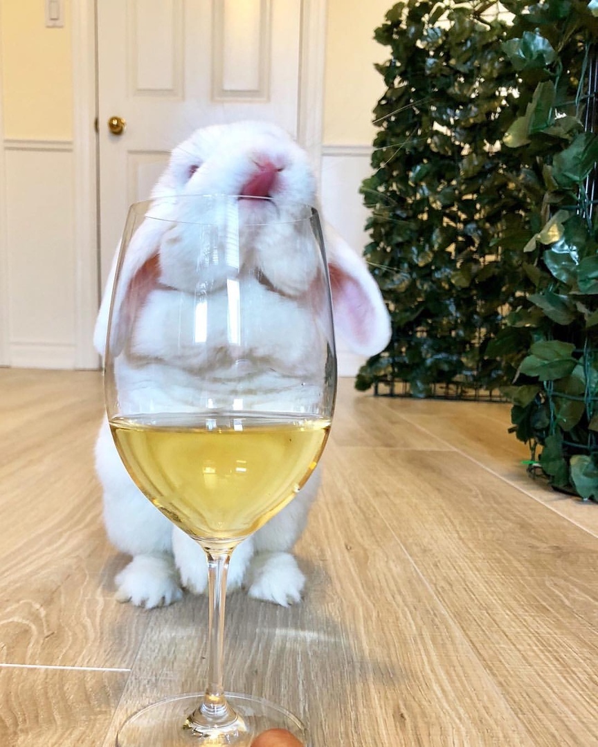 Drinking rabbit grief in the family - Rabbit, Wine, Longpost