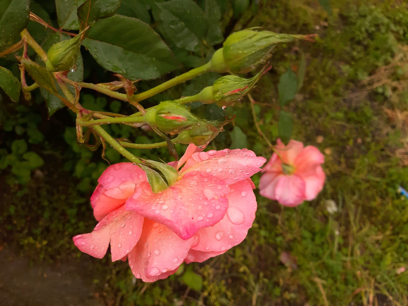 Roses after the rain - My, the Rose, Drops, The photo, Longpost