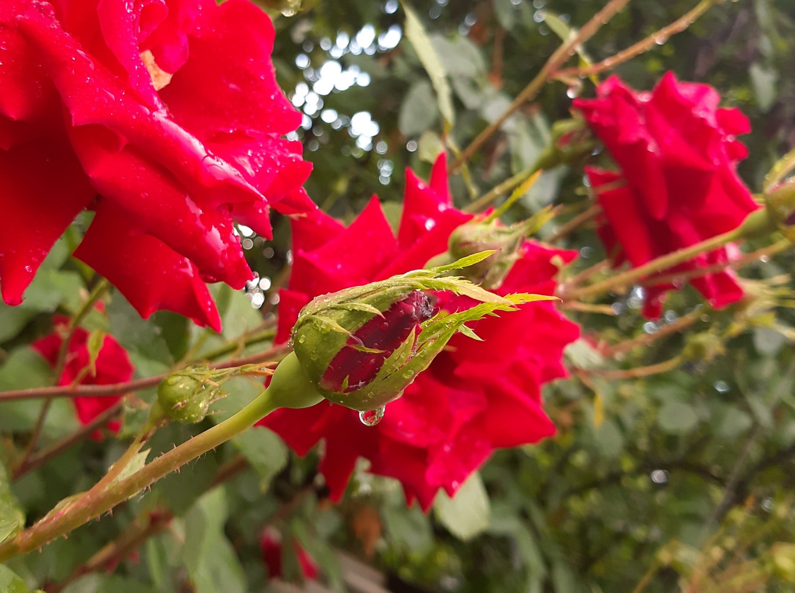 Roses after the rain - My, the Rose, Drops, The photo, Longpost