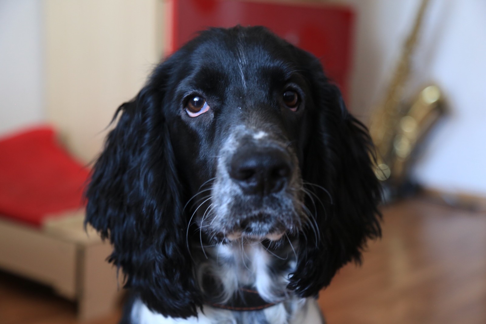 Second year with a Russian Spaniel. Soma is the most faithful friend. - My, Spaniel, Dog, Longpost