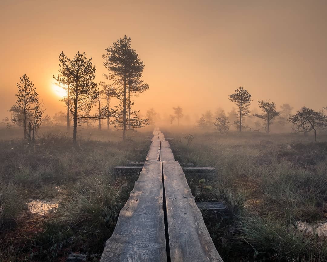 Somewhere out there lives a Finnish hedgehog - Finland, Hedgehog in the fog