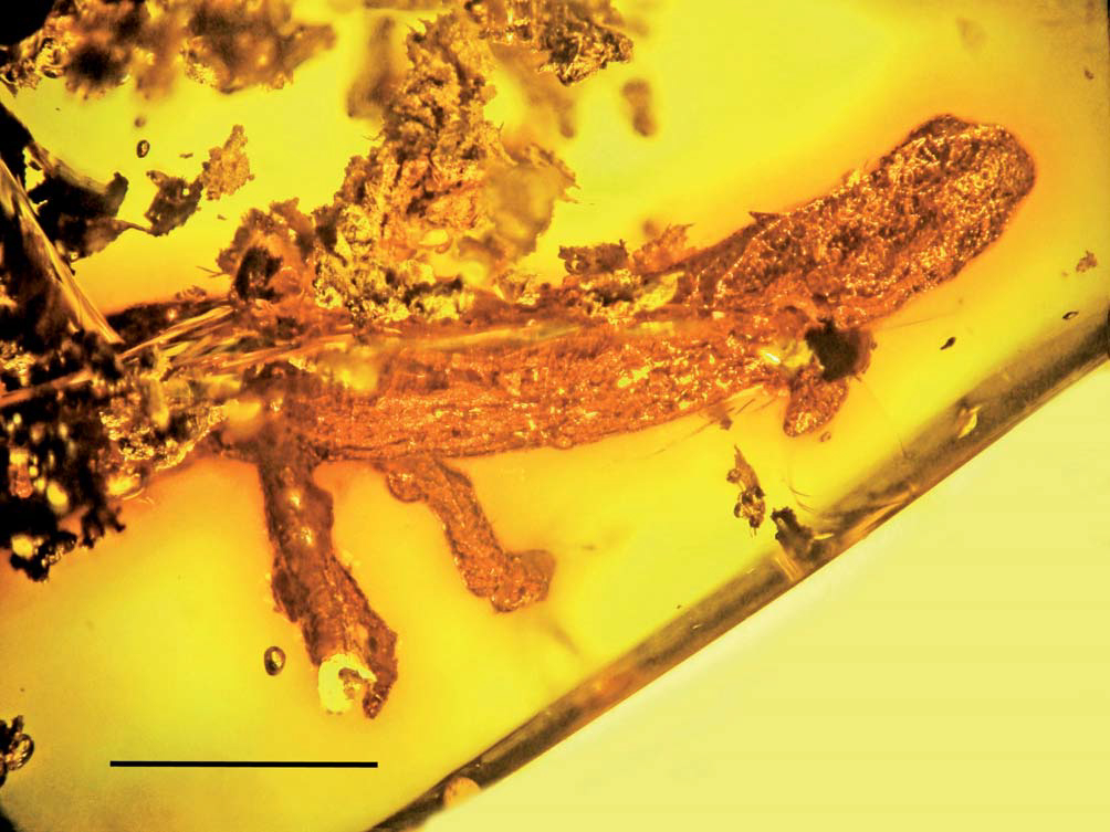 Саламандра в янтаре - Палеонтология, Наука, Амфибия, Саламандра, Копипаста, Янтарь, Elementy ru, Длиннопост