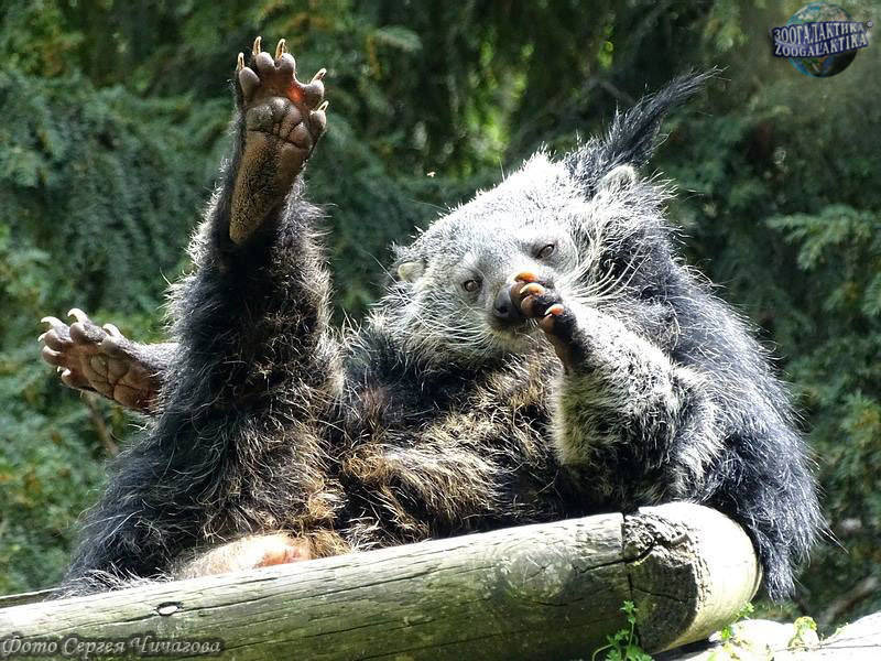 Cats can do Hoba too - Binturong, Hoba, Animals