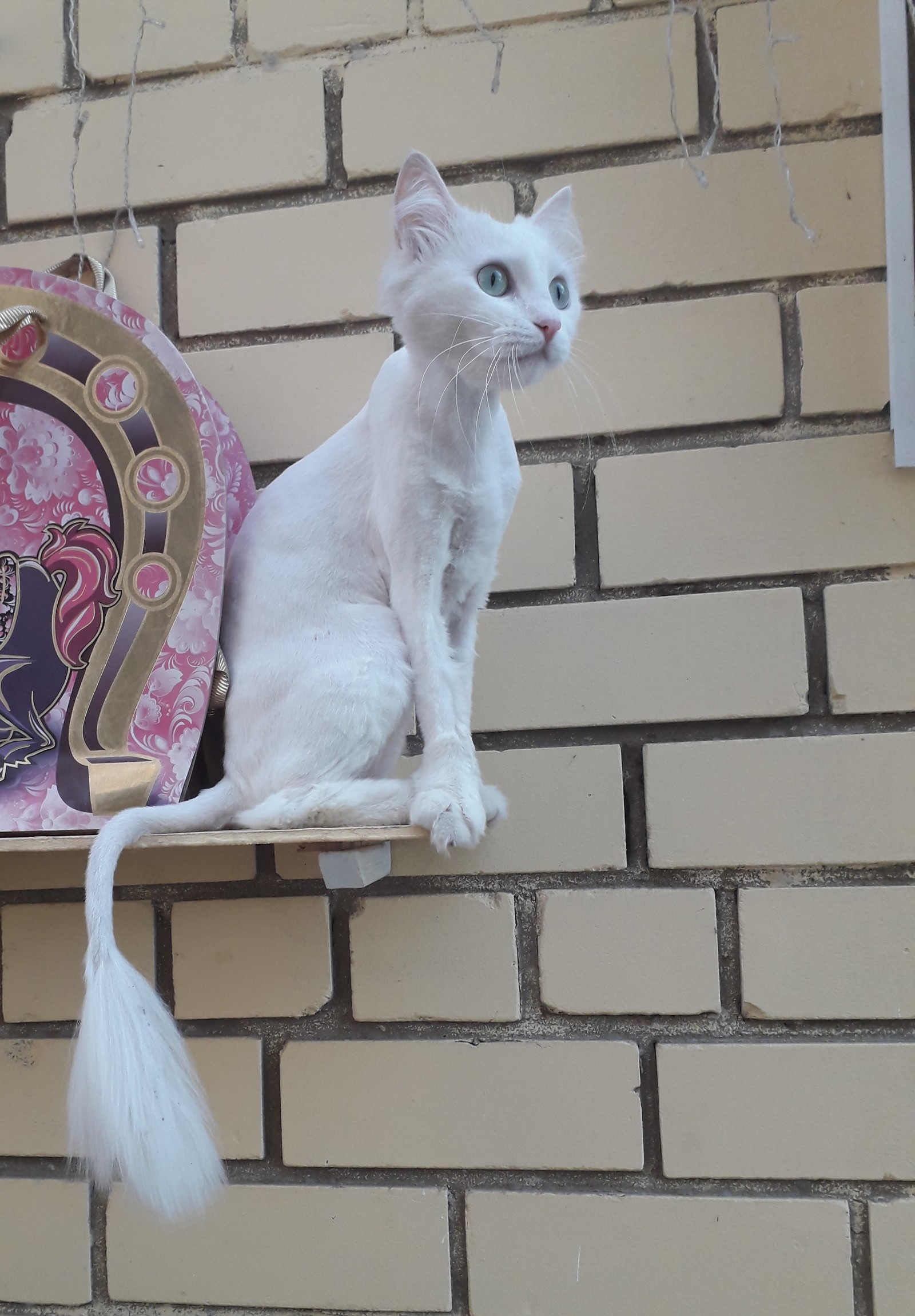 Another seasonal haircut - My, cat, Milota, Grooming, Summer