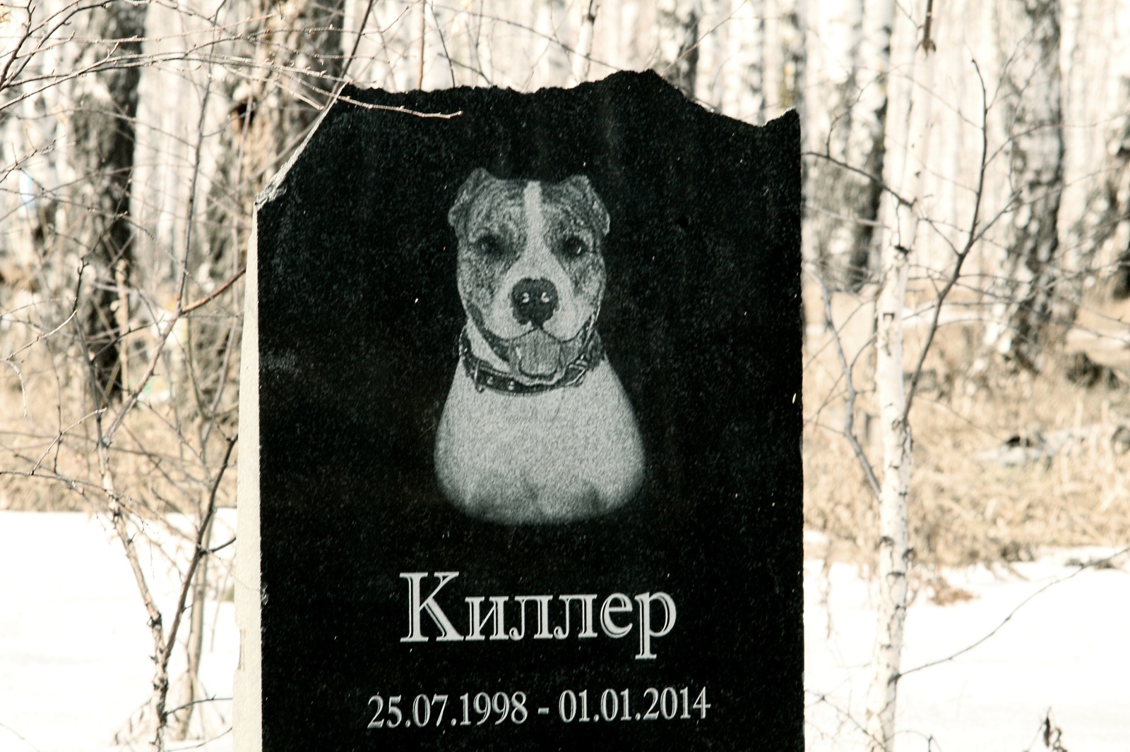 Cats are the gangsters of the animal world, living outside the law and dying the same way - My, Pet cemetery, Longpost, The photo, Chelyabinsk, Society, Stephen King Pet Sematary