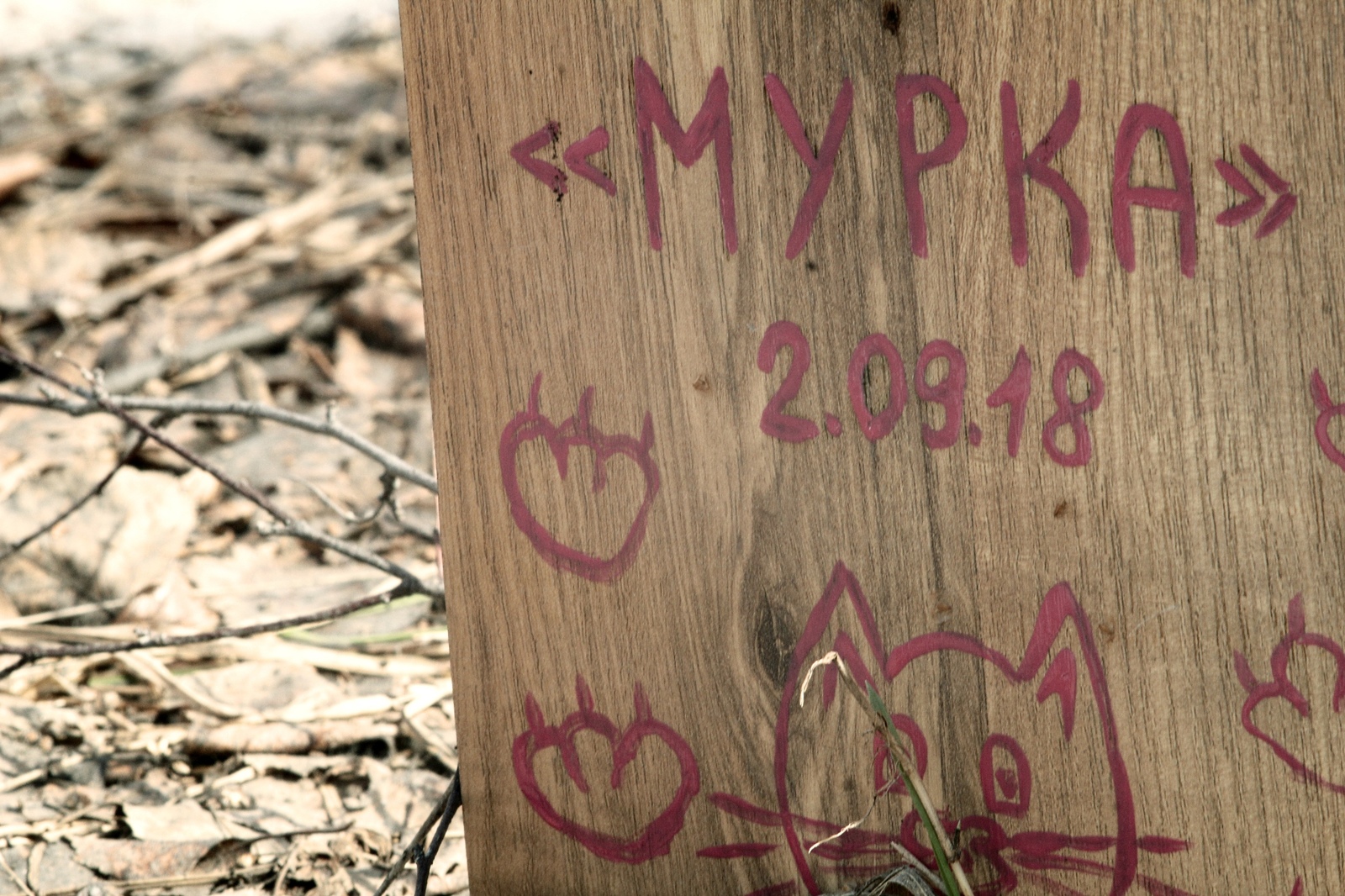 Cats are the gangsters of the animal world, living outside the law and dying the same way - My, Pet cemetery, Longpost, The photo, Chelyabinsk, Society, Stephen King Pet Sematary