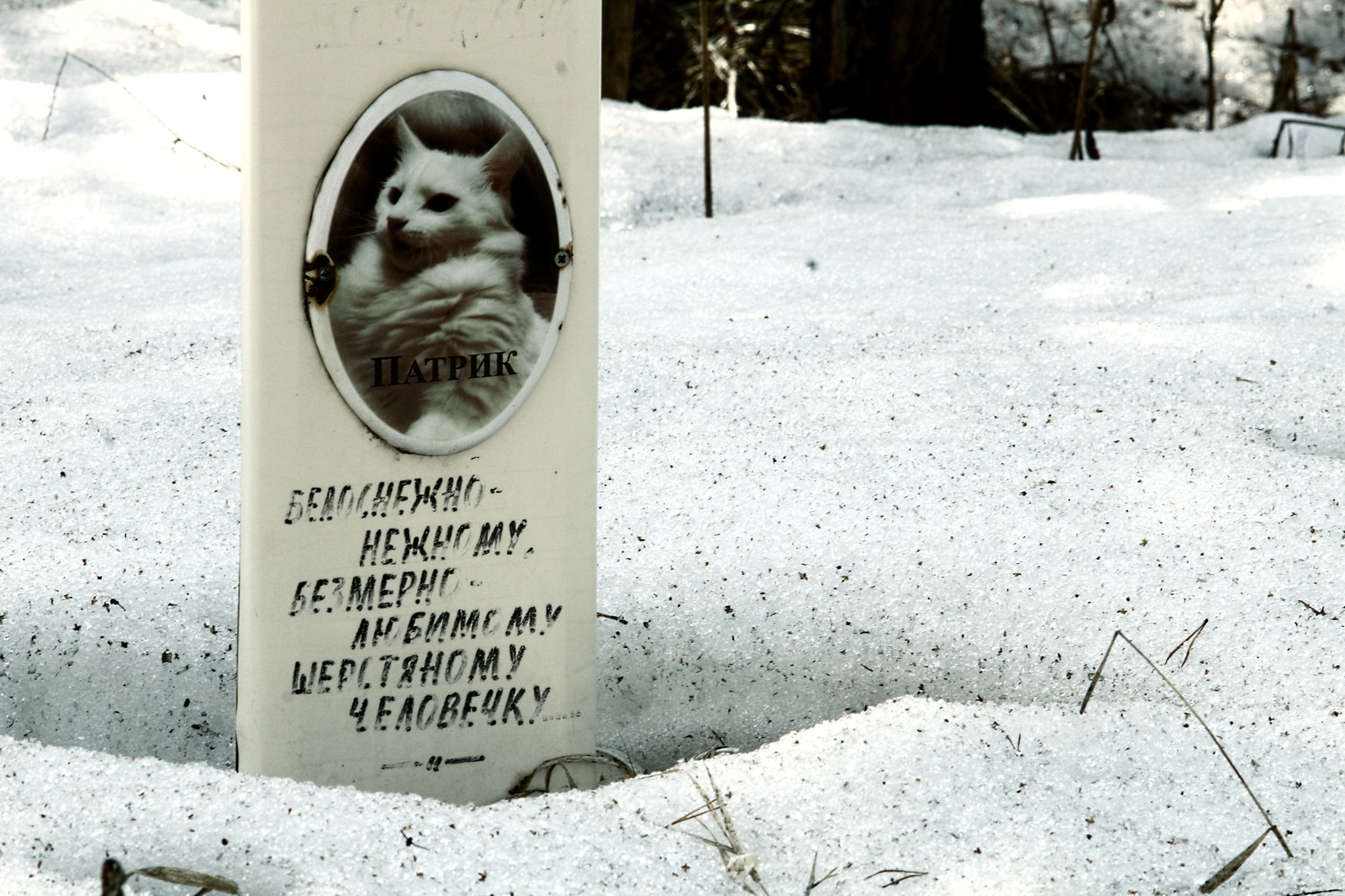 Cats are the gangsters of the animal world, living outside the law and dying the same way - My, Pet cemetery, Longpost, The photo, Chelyabinsk, Society, Stephen King Pet Sematary