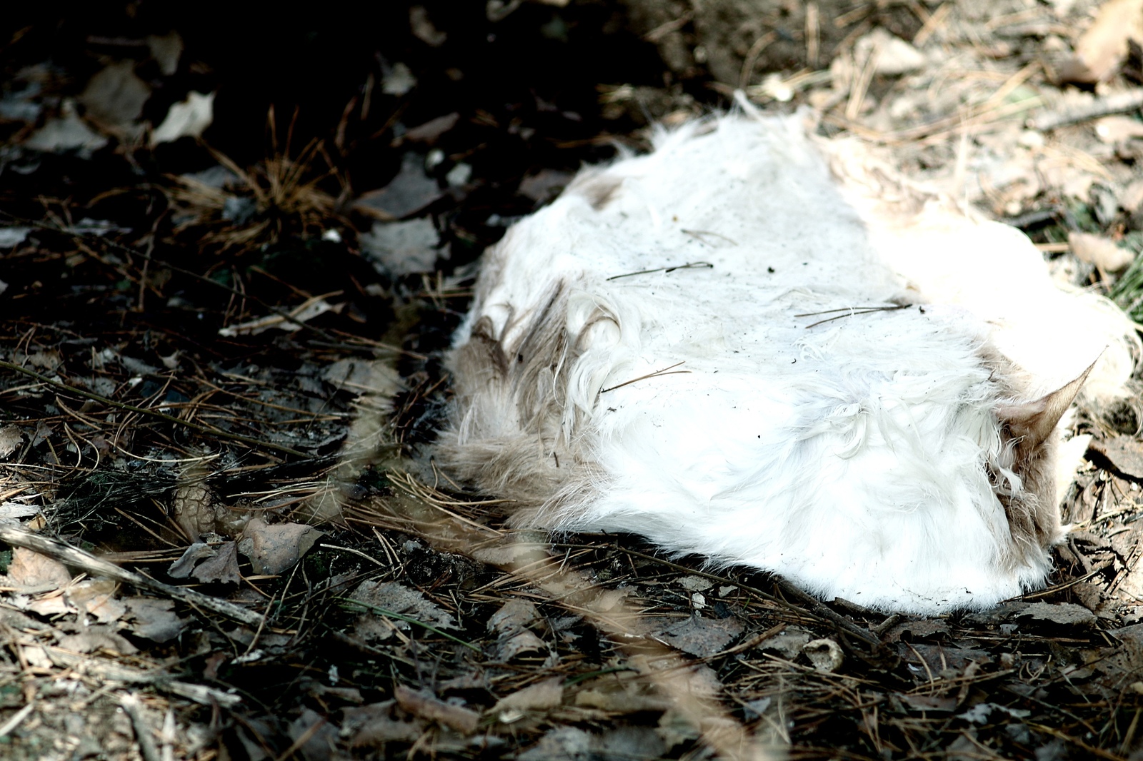 Cats are the gangsters of the animal world, living outside the law and dying the same way - My, Pet cemetery, Longpost, The photo, Chelyabinsk, Society, Stephen King Pet Sematary