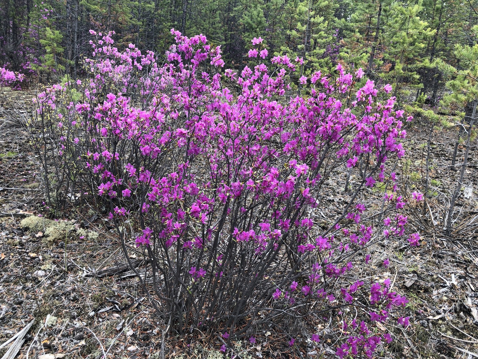 Рододендрон Даурский Семена Купить