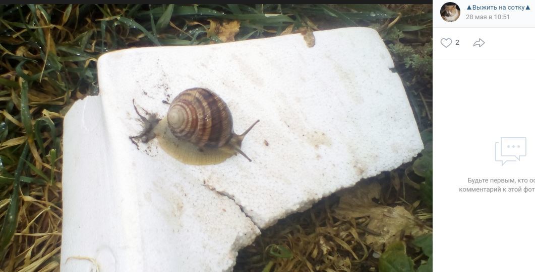 french delicacy - French cuisine, Snail, Relaxation, Survival, Delicacy, Beer snack, Recipe, Severity