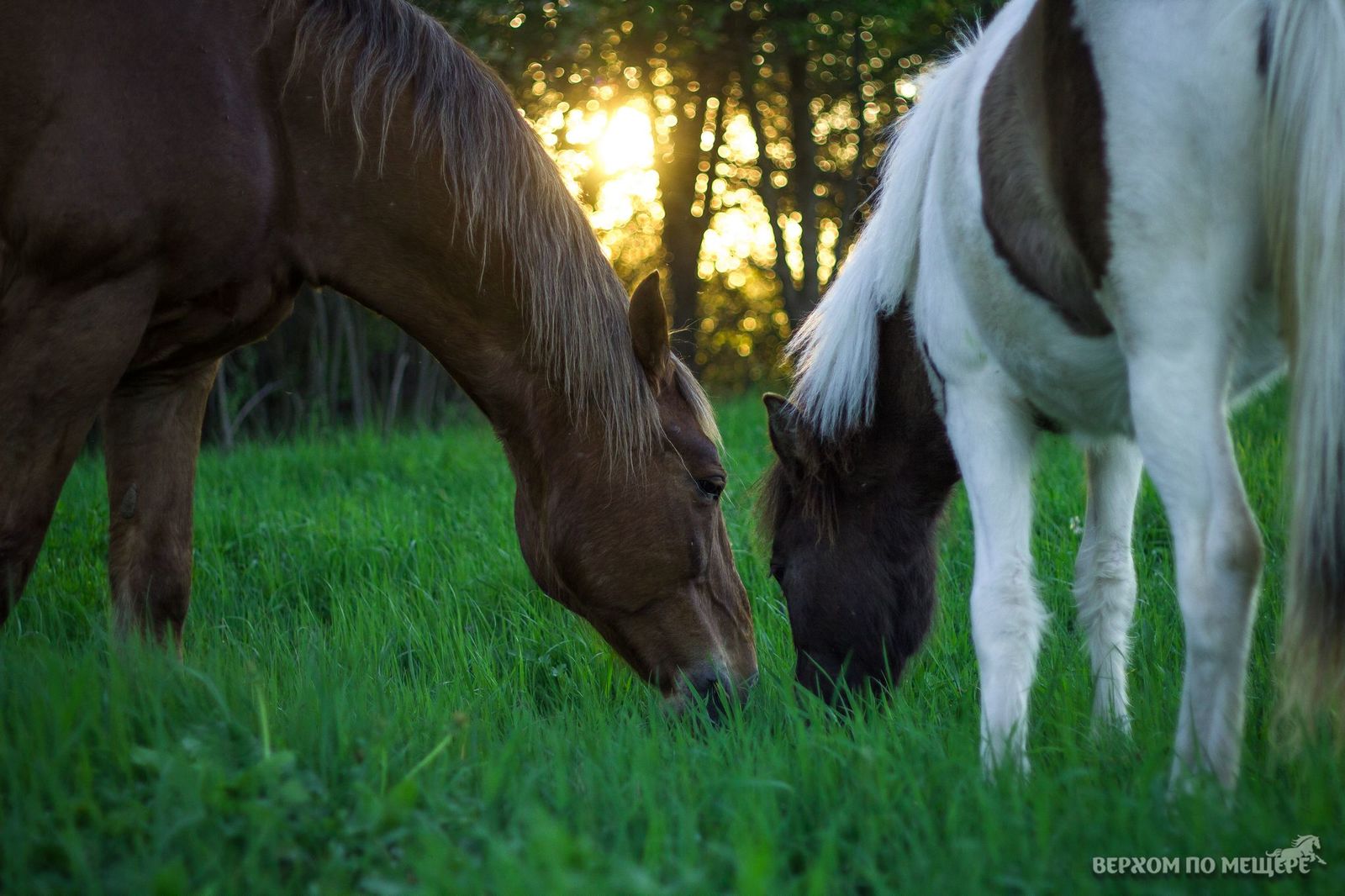 Riding along the Meshchera. Post two - introductory - My, Horses, Stable, Meshchera, Ryazan, Orekhovo, Longpost