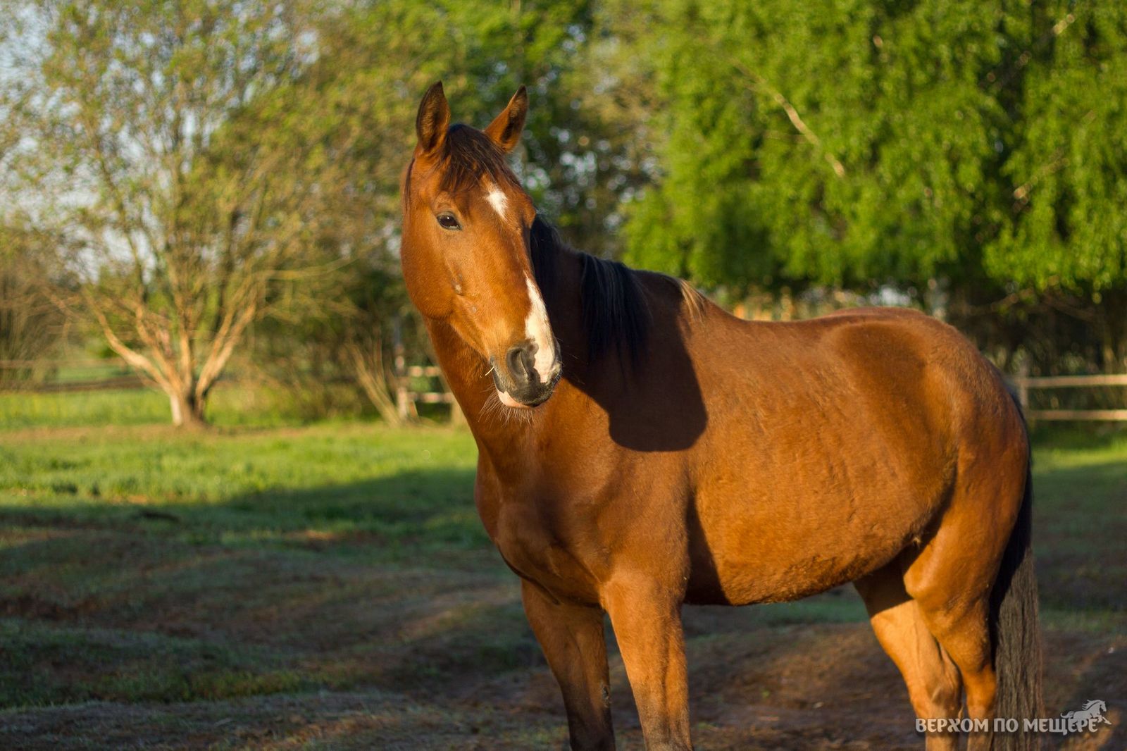 Riding along the Meshchera. Post two - introductory - My, Horses, Stable, Meshchera, Ryazan, Orekhovo, Longpost