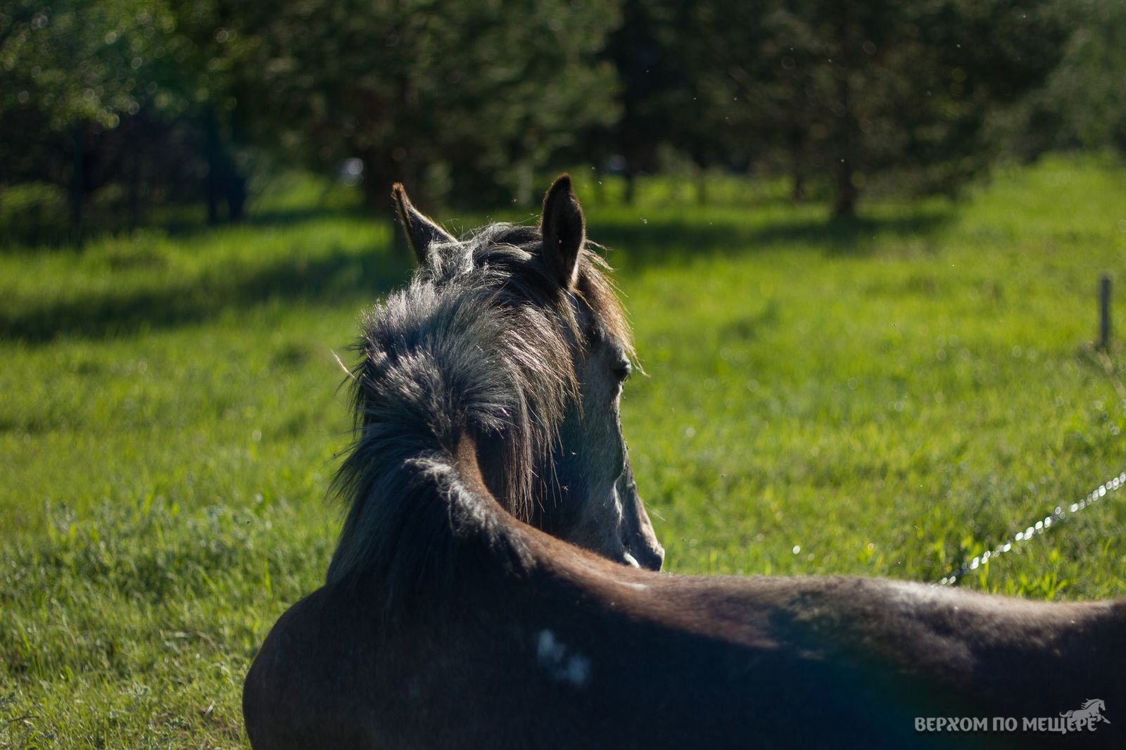 Riding along the Meshchera. Post two - introductory - My, Horses, Stable, Meshchera, Ryazan, Orekhovo, Longpost