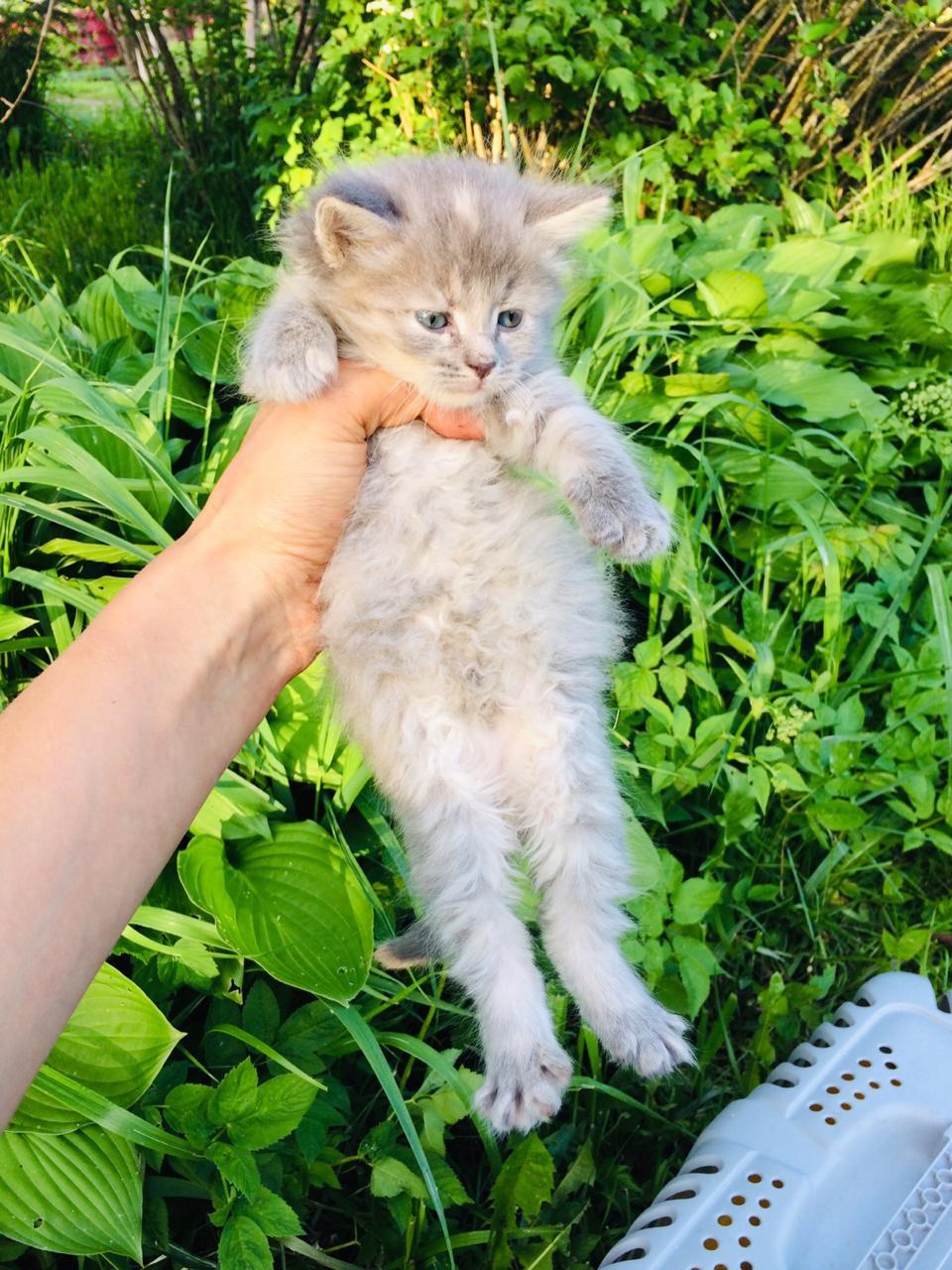 Спасенные из под машин котята ищут дом.Отрываю от сердца. - Моё, Кот, Помощь, В добрые руки, Санкт-Петербург, Без рейтинга, Длиннопост, Помощь животным