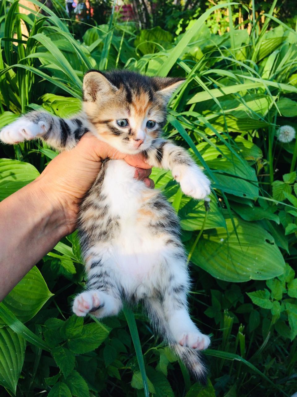 Спасенные из под машин котята ищут дом.Отрываю от сердца. - Моё, Кот, Помощь, В добрые руки, Санкт-Петербург, Без рейтинга, Длиннопост, Помощь животным