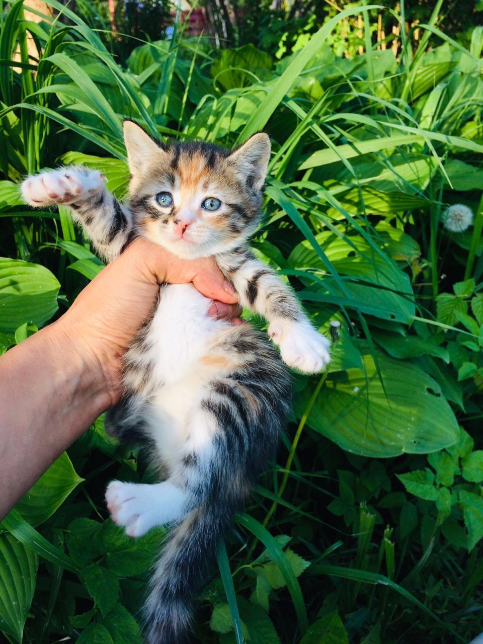 Спасенные из под машин котята ищут дом.Отрываю от сердца. - Моё, Кот, Помощь, В добрые руки, Санкт-Петербург, Без рейтинга, Длиннопост, Помощь животным