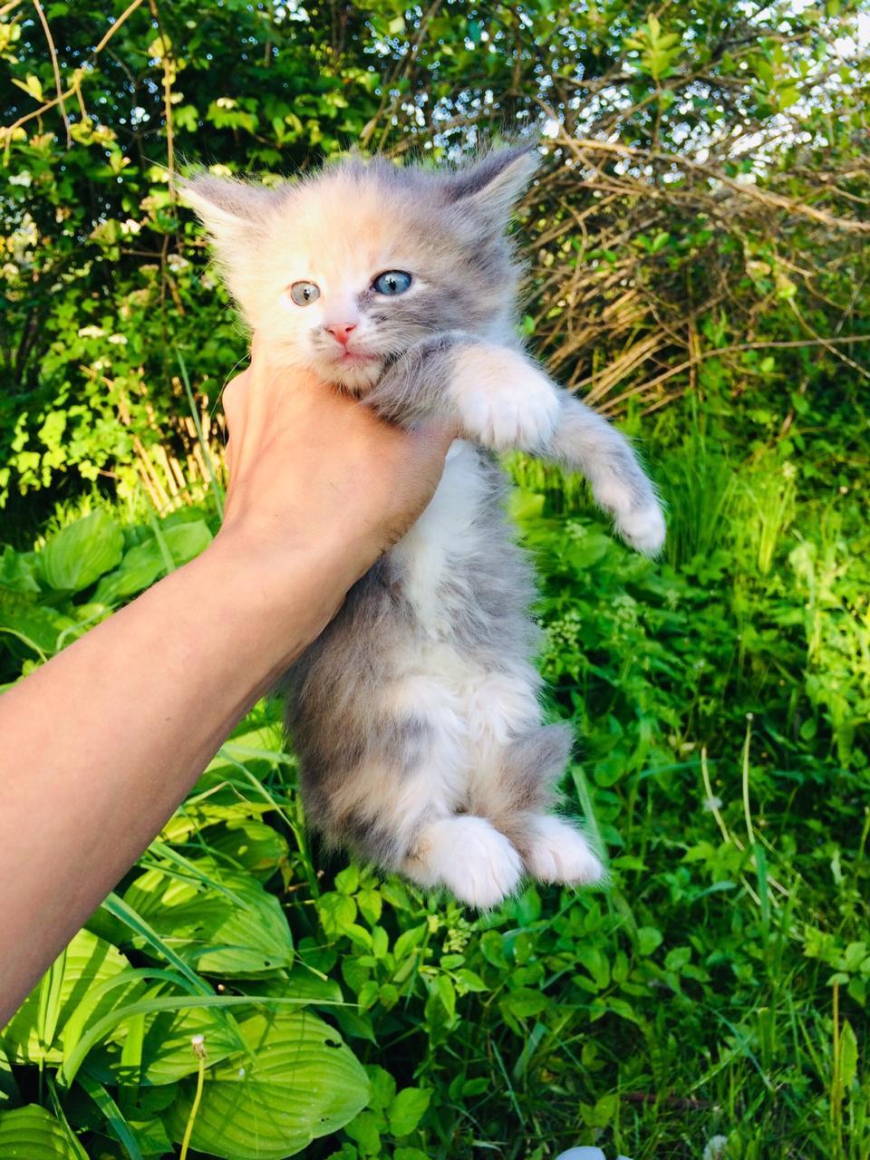 Спасенные из под машин котята ищут дом.Отрываю от сердца. - Моё, Кот, Помощь, В добрые руки, Санкт-Петербург, Без рейтинга, Длиннопост, Помощь животным