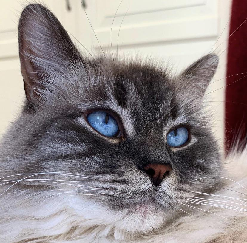 Sea-colored eyes. - cat, Pets