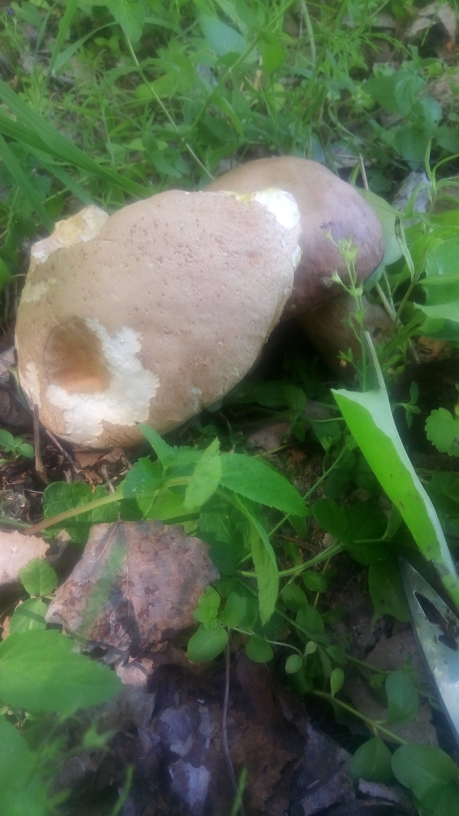 Gribalka - My, Mushroom pickers, Mushrooms, Longpost