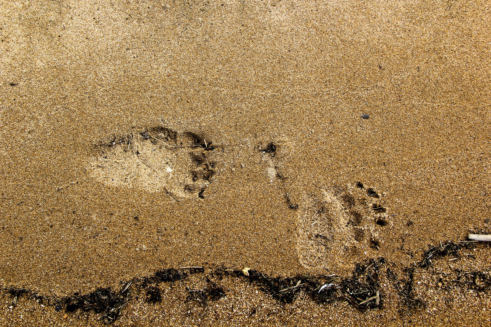 Return to Baikal. Day 2. Bear tracks. - Longpost, Siberia, Hike, Hiking, Beautiful view, Nature, Taiga, The Bears, Baikal, My