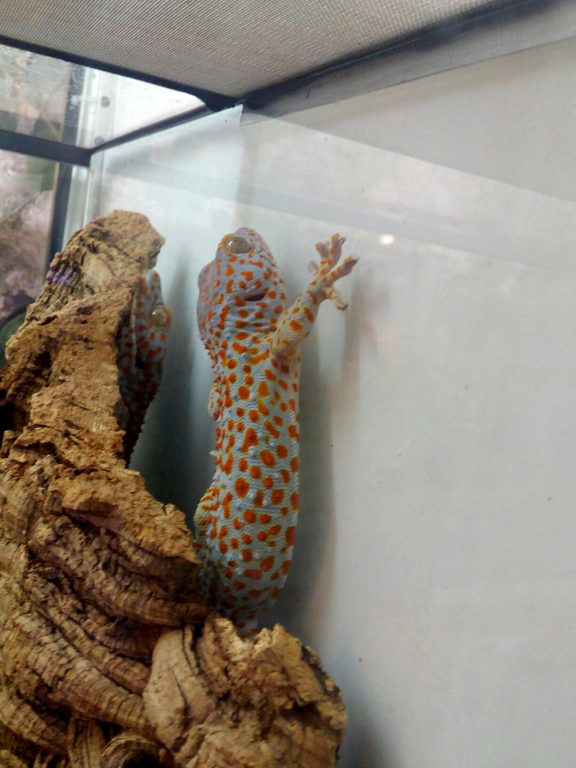 Gecko Toki. - My, Saint Petersburg, , The photo, Animals, Reptiles, Longpost