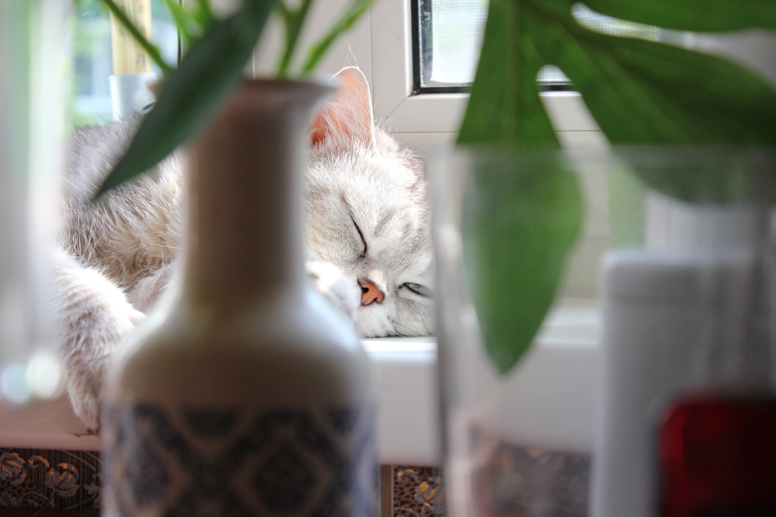 Perishable summer dream - My, cat, Summer, Heat