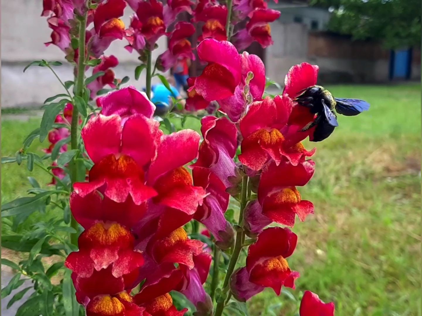 What is the name of this beetle? - My, Жуки, Pollination, Summer, Longpost