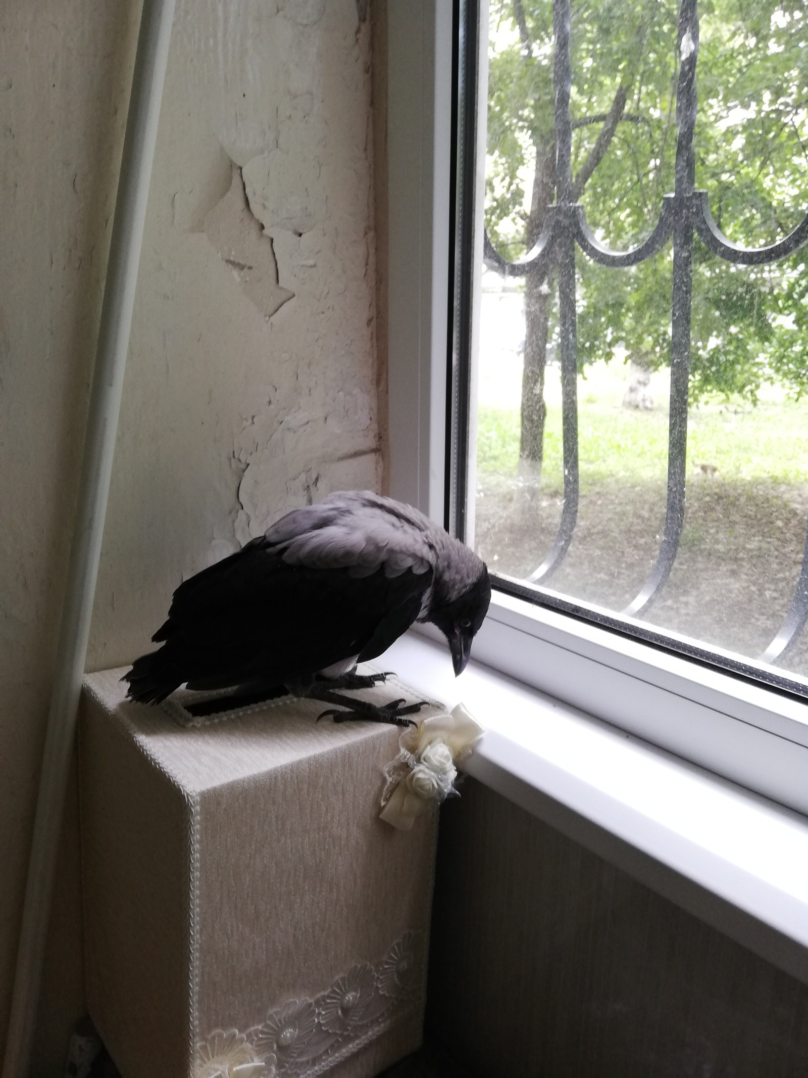 Crow chick. - My, Grey Crow, Cell, Chick, Animal Rescue, Ornithology, Video, Longpost