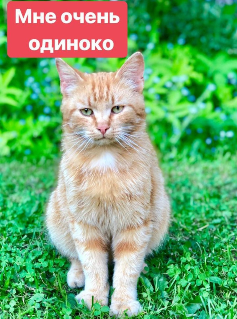 Red kitten brownie is looking for a home and family. - My, cat, Help, In good hands, No rating, Saint Petersburg, Volunteering, Longpost, Helping animals