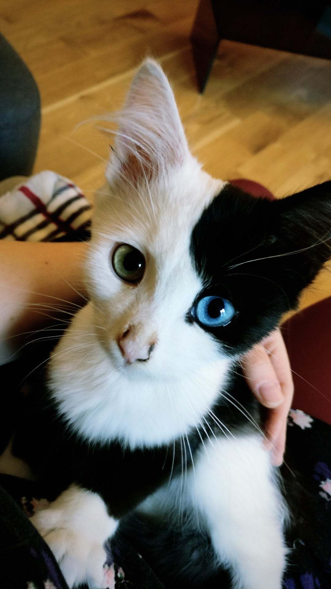 Handsome man - cat, Pets, Heterochromia
