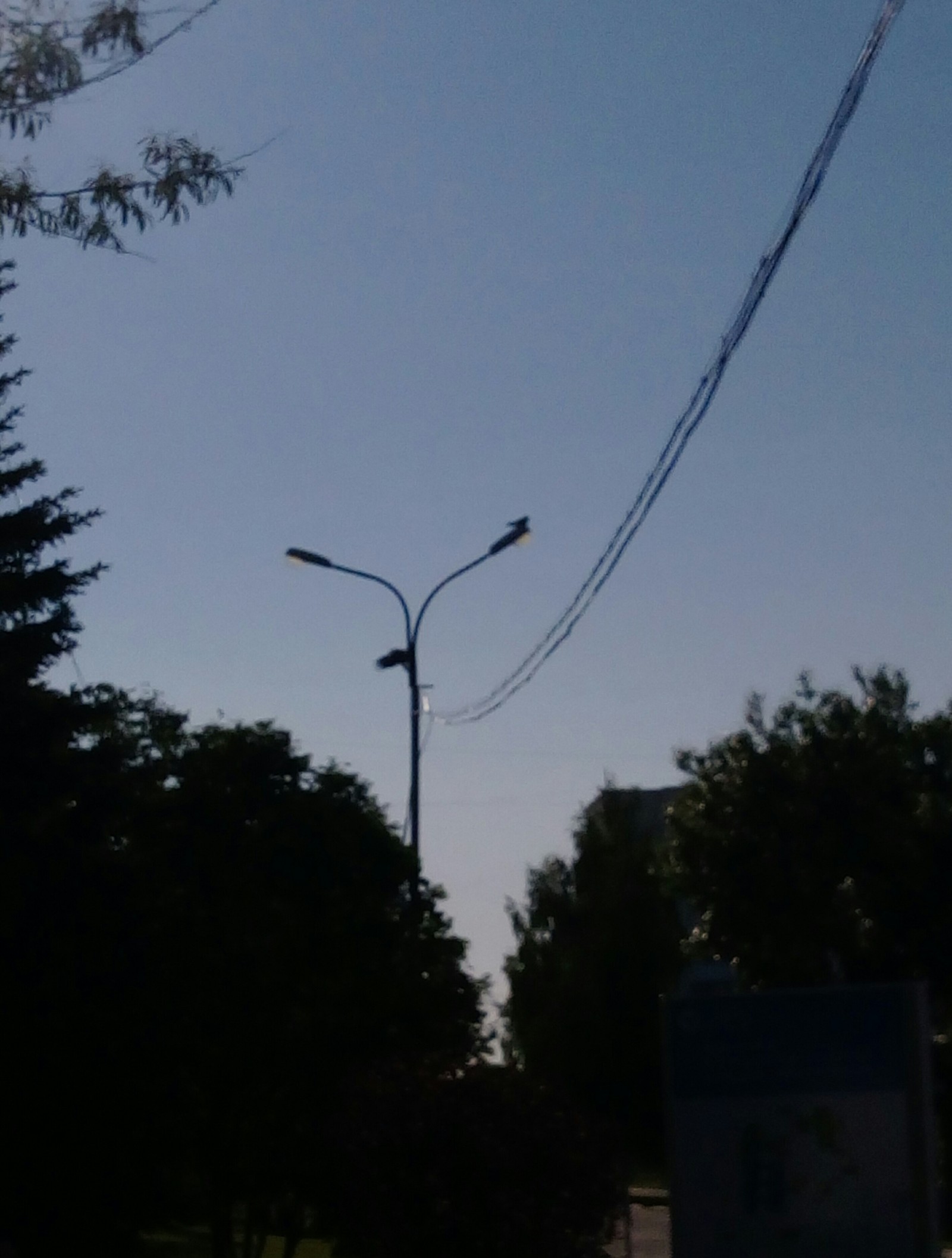 Crow - My, Ufa, Lamp, Longpost, Crow