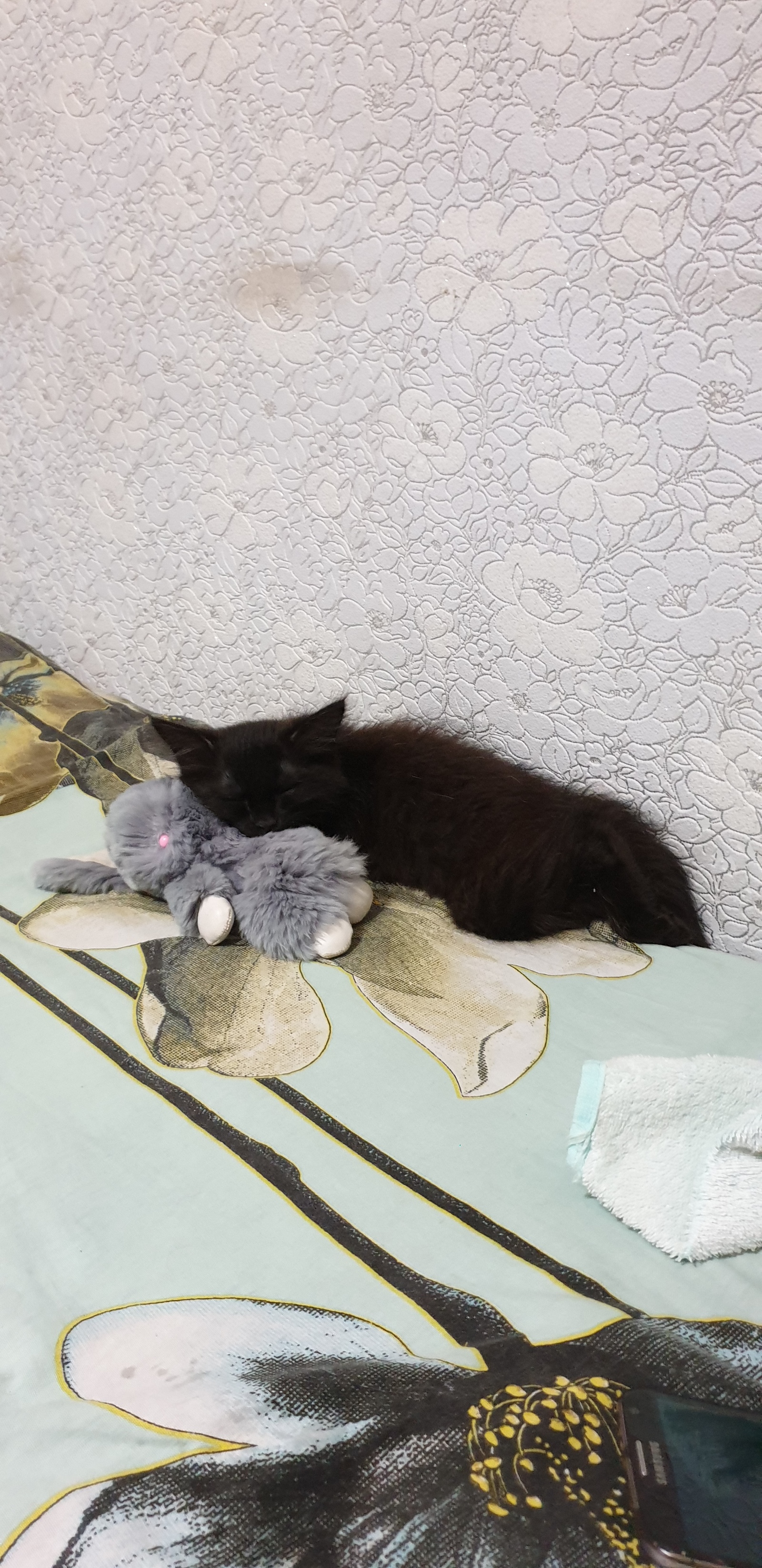 Kuzma is sleeping. - My, Black cat, Pet, Milota, Catomafia, Longpost, Dream, cat, Pets