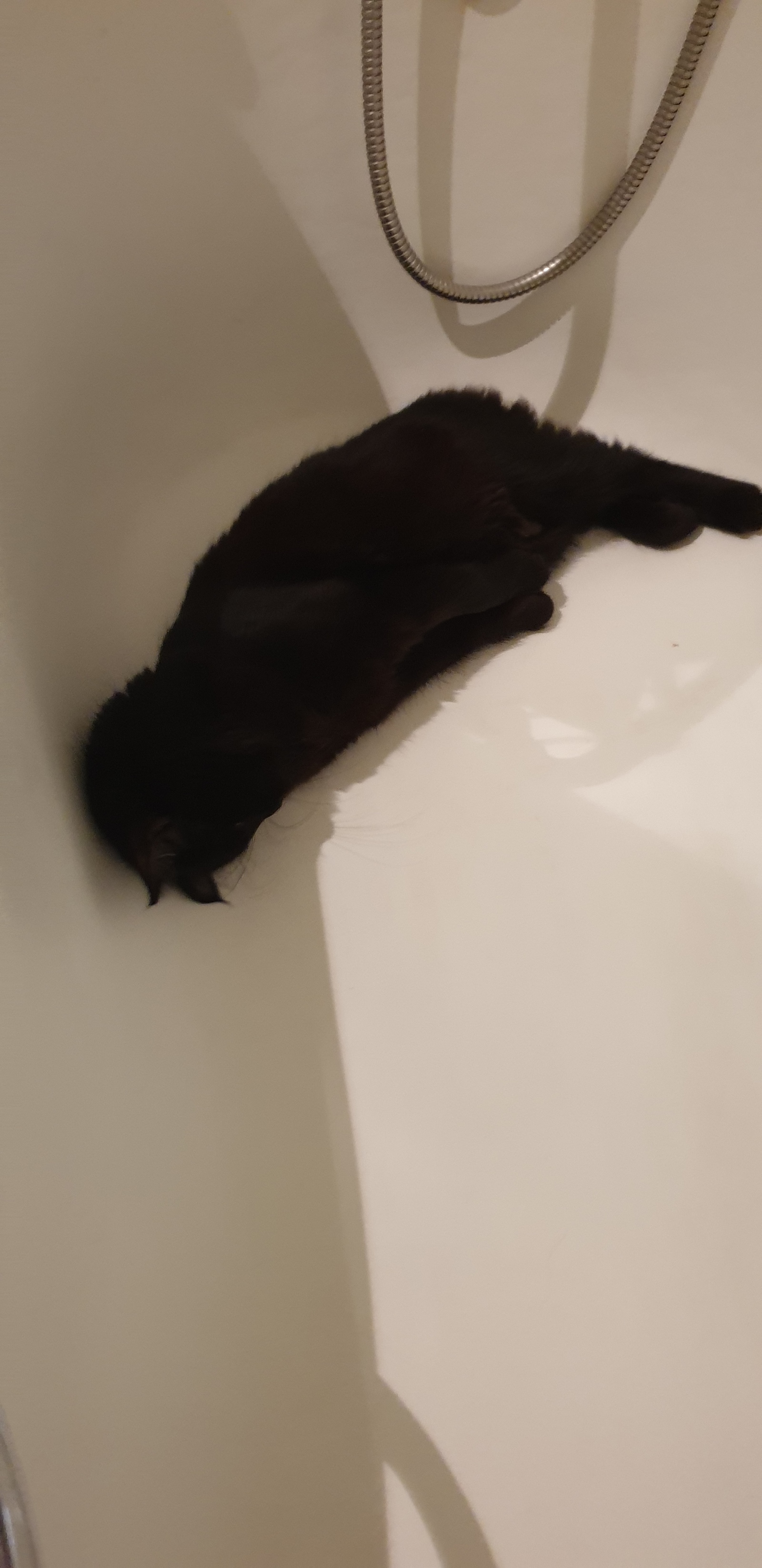 Kuzma is sleeping. - My, Black cat, Pet, Milota, Catomafia, Longpost, Dream, cat, Pets