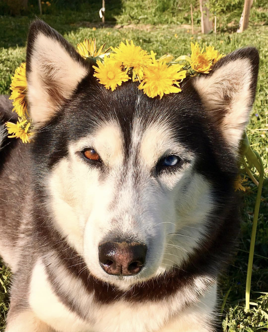 Forest Nymph - My, Husky, Summer, Dog