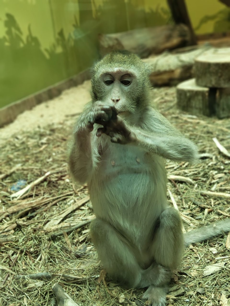 Friendly monkey from Belgorod - My, Belgorod, Zoo, Monkey, The photo, Longpost