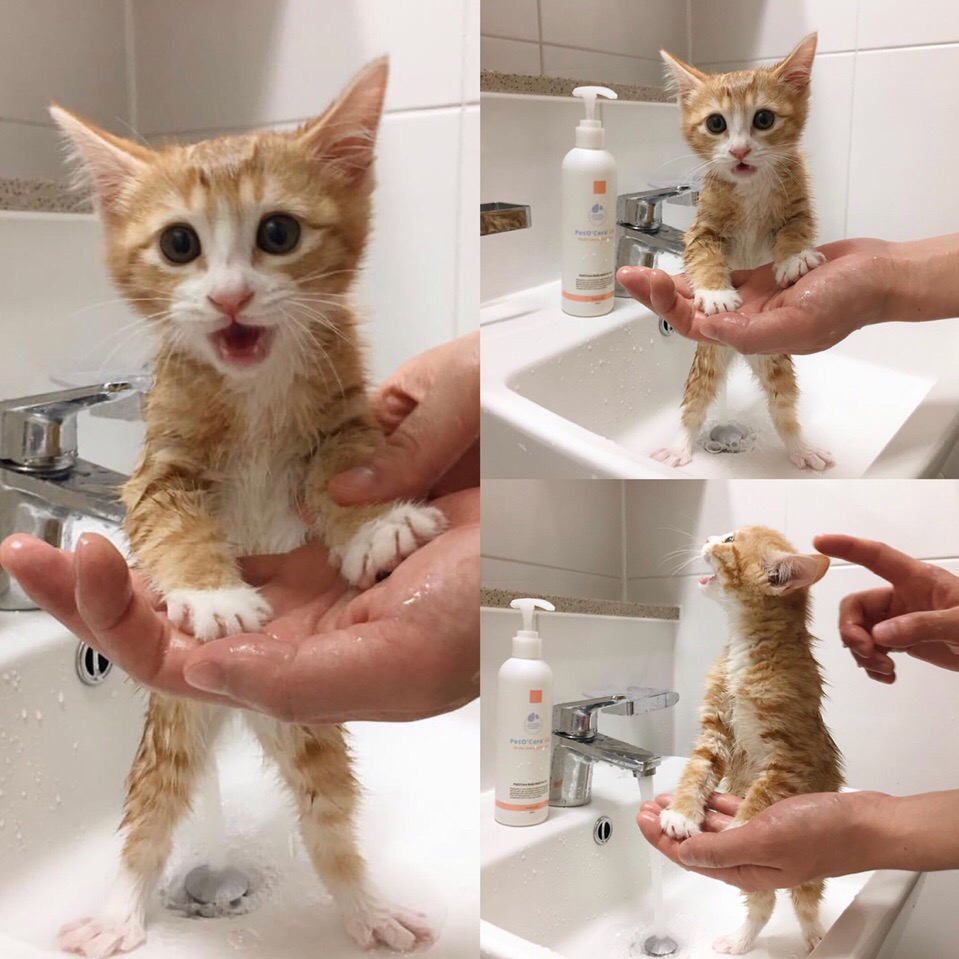 Save - Kittens, Bathing, cat, Bathing